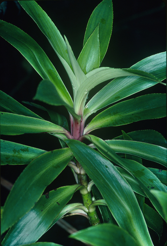 Dubautia raillardioides