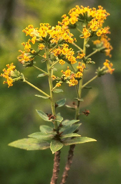 Dubautia sherffiana