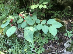 Lonicera alpigena