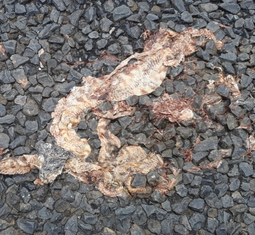 Black-headed Python sighting