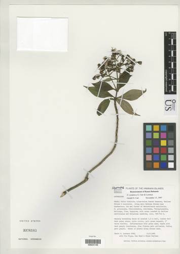 Dubautia syndetica