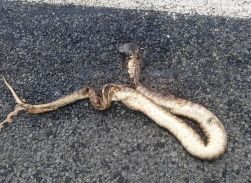 Black-headed Python sighting