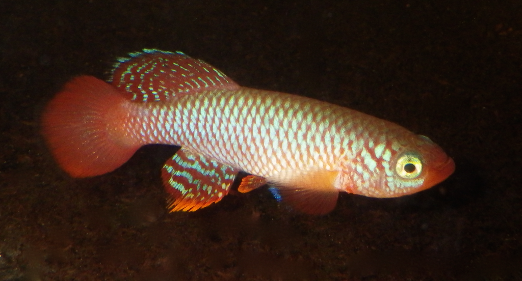 Nothobranche à crinière de feu (Nothobranchius flammicomantis)