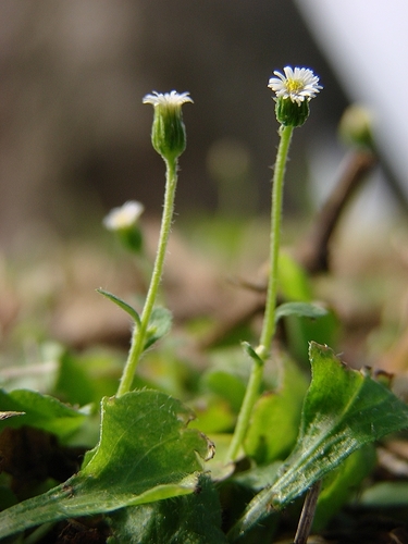 Erigeron bellioides