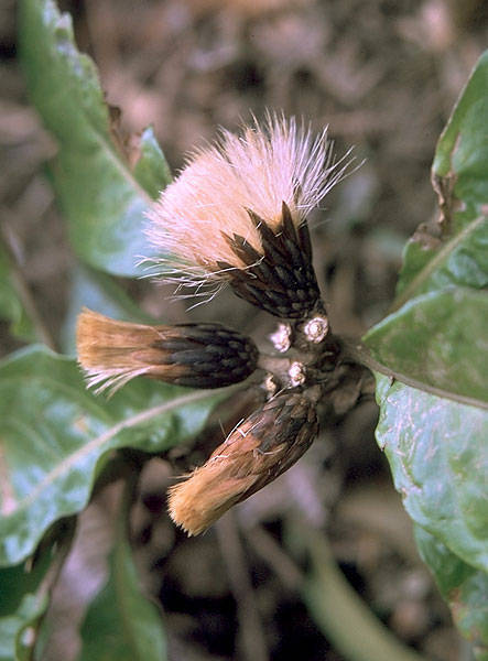Hesperomannia
