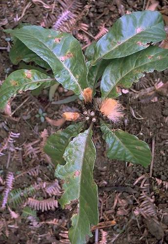 Hesperomannia arborescens