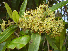 Backhousia citriodora