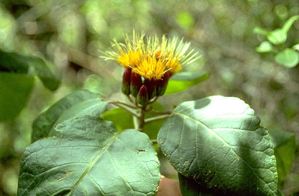 Hesperomannia arbuscula