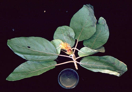 Hesperomannia arbuscula