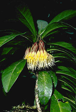 Hesperomannia lydgatei