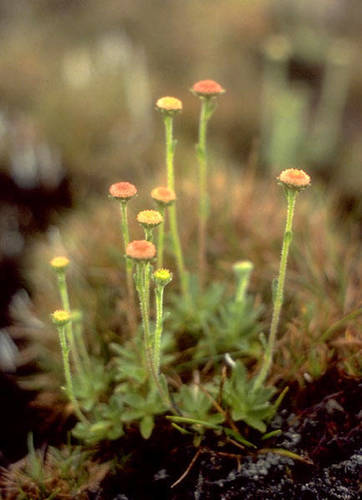 Keysseria helena