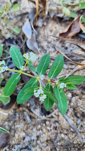 Euphorbia bifida iNat (2)