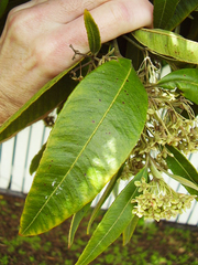 Backhousia citriodora