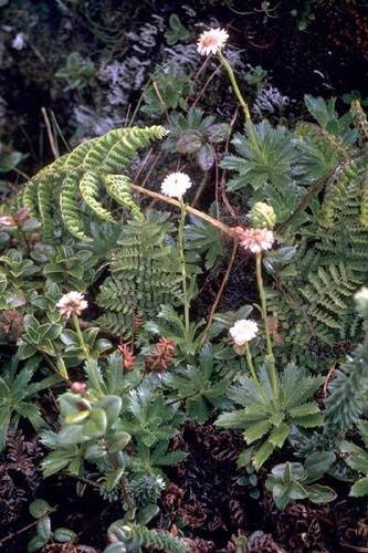 Keysseria maviensis
