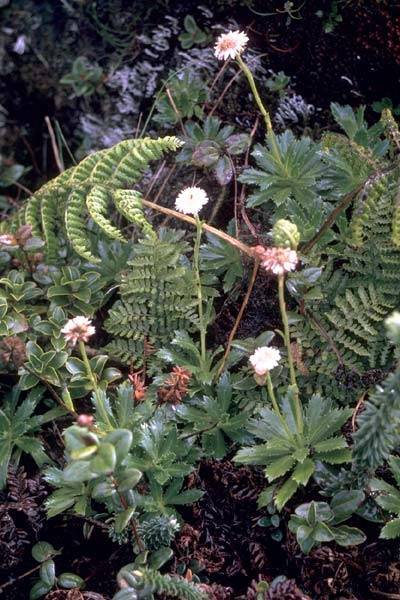Keysseria maviensis