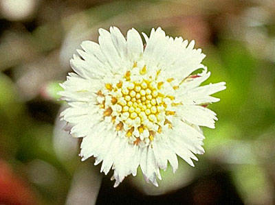 Keysseria maviensis