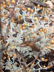 Helichrysum cylindriflorum