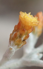 Helichrysum cylindriflorum
