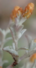 Helichrysum cylindriflorum