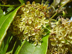 Backhousia citriodora