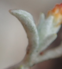 Helichrysum cylindriflorum
