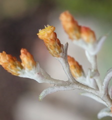 Helichrysum cylindriflorum