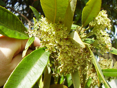 Backhousia citriodora