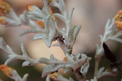 Helichrysum cylindriflorum