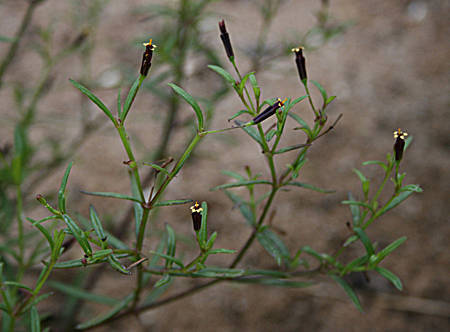 Pectis linifolia
