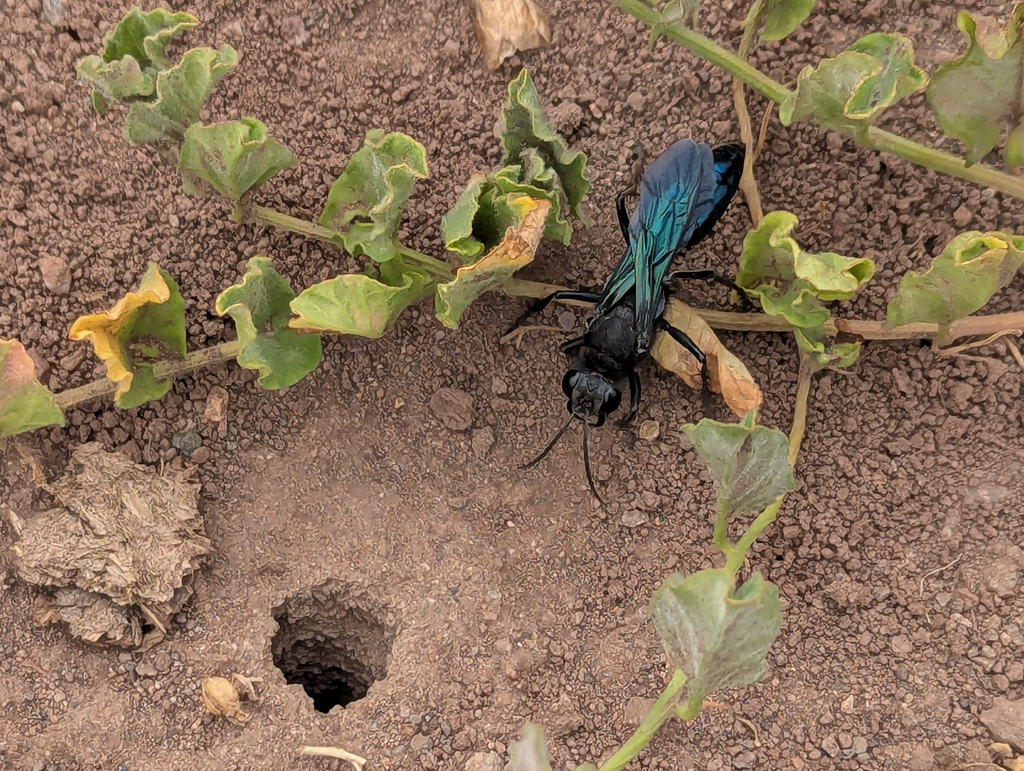 Stangeella cyaniventris