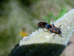 Lygaeus kalmii angustomarginatus
