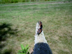 Lygaeus kalmii angustomarginatus