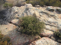 Pteronia cederbergensis
