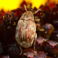 Acanthoscelides