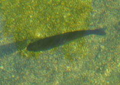 Salmonidae