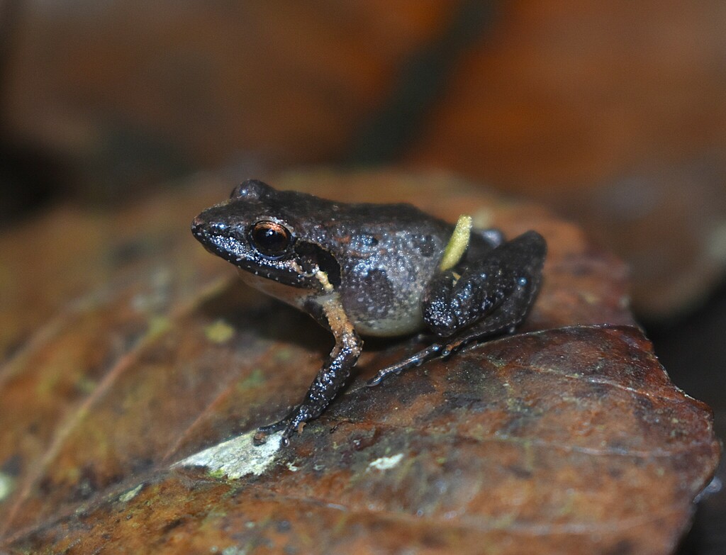 Wilson's Litter Frog