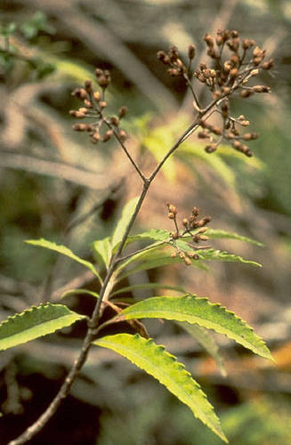 Maui remya (Remya mauiensis)
