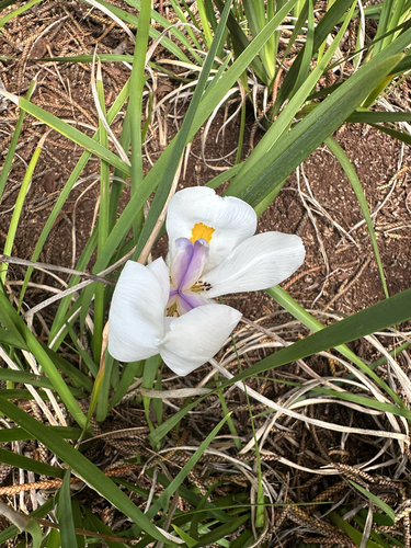 Dietes grandiflora, 2025-02-19