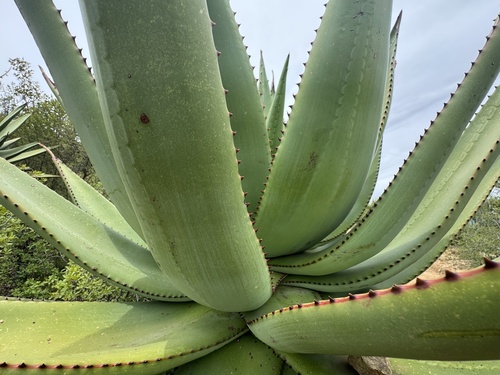 Cape Aloe
