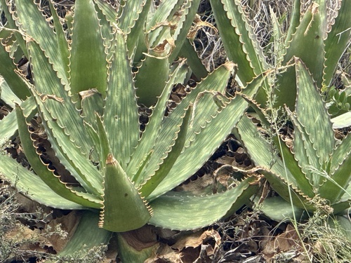 soap aloe