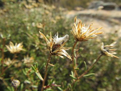 Pteronia cederbergensis