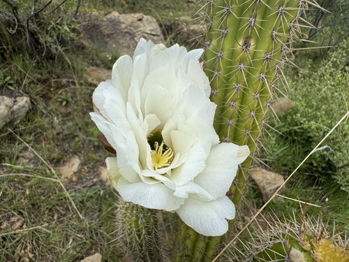 torch cactus