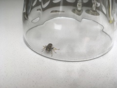 Hymenoptera