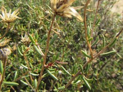 Pteronia cederbergensis