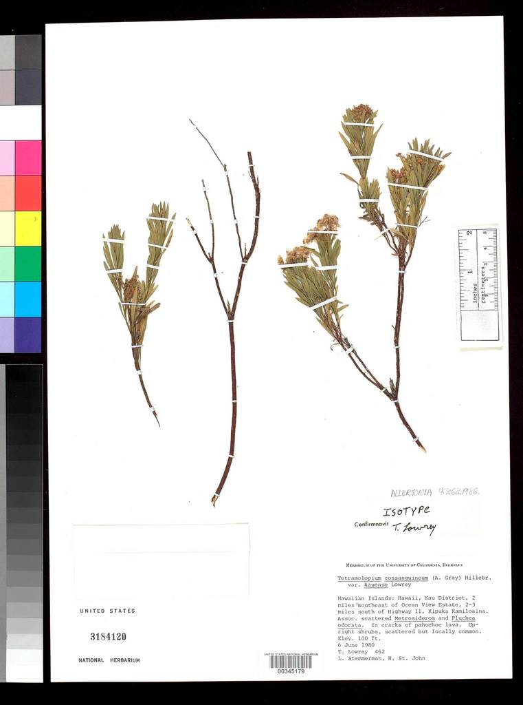 Tetramolopium consanguineum