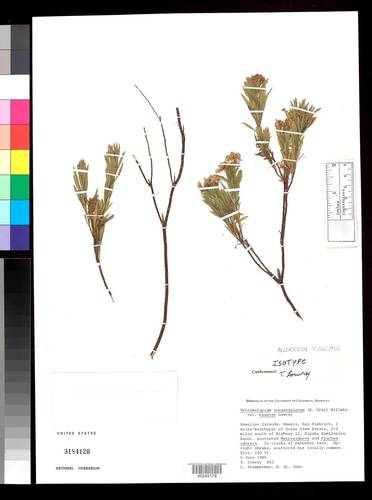 Forest Tetramolopium (Tetramolopium consanguineum) · iNaturalist