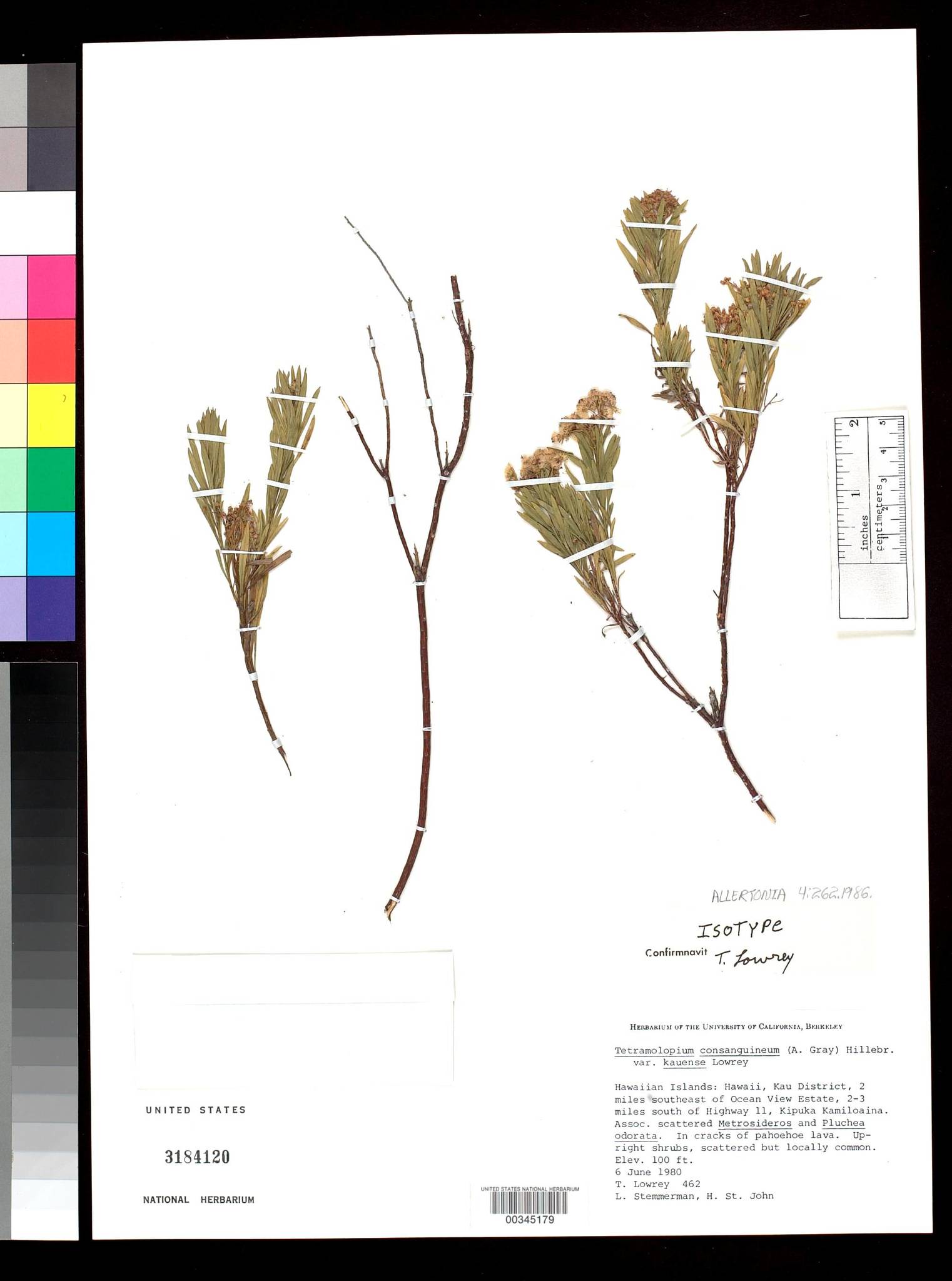 Tetramolopium consanguineum