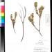 Forest Tetramolopium - Photo (c) Smithsonian Institution, National Museum of Natural History, Department of Botany, some rights reserved (CC BY-NC-SA)