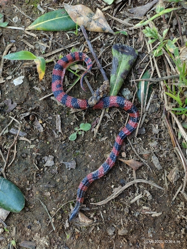 Loranca's Earth Snake