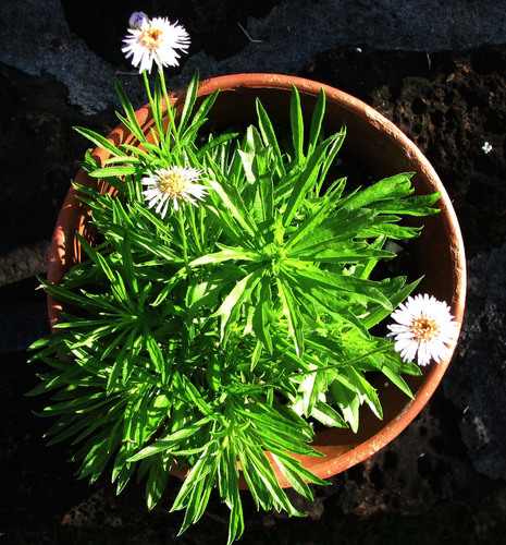 Tetramolopium filiforme